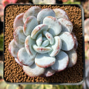 Echeveria 'Laui' 2" Powdery Succulent Plant