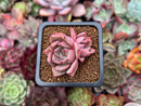 Echeveria 'Lilacina' x 'Rubin' Hybrid 1" Succulent Plant