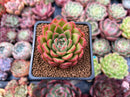 Echeveria Agavoides 'Happy' 2" Succulent Plant