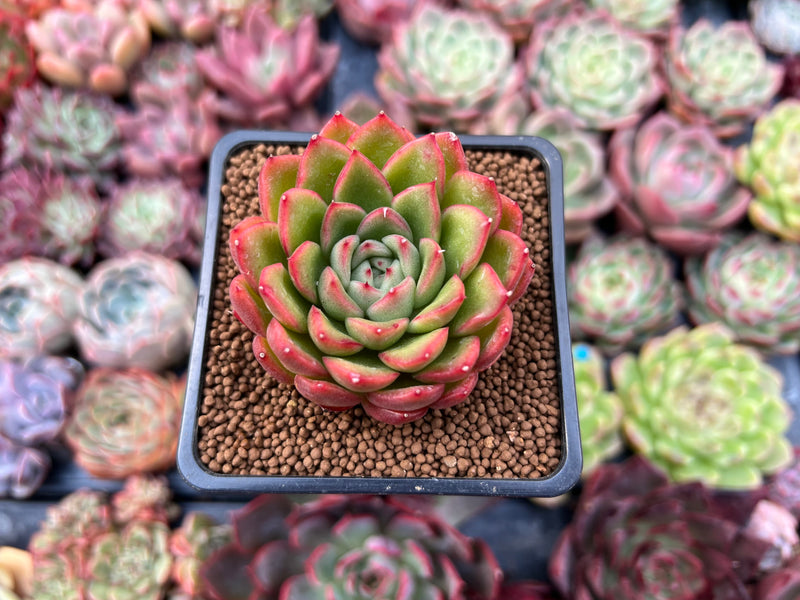 the happy succulent Echeveria Agavoides 'Happy' 2" Succulent Plant – True Succulents Plant Co