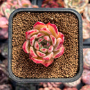 Echeveria 'Ratam' 1" Succulent Plant