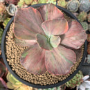 Echeveria 'Suyon Frill' Variegated 3"-4" Succulent Plant