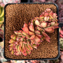 Echeveria Agavoides Crested 2"-3" Succulent Plant
