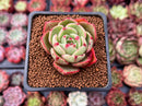 Echeveria Agavoides 'Salu' 2" Succulent Plant