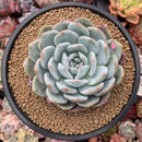Echeveria 'Orange Monroe' 4" Powdery Succulent Plant