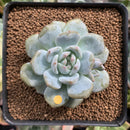Echeveria 'Orange Monroe' 2" Succulent Plant