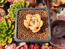 Echeveria 'Pink Dot' 1" Small New Hybrid Succulent Plant