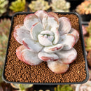 Echeveria 'Laui' 2" Powdery Succulent Plant