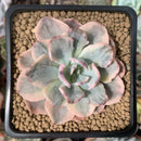 Echeveria 'Holwayi' Variegated 3" Succulent Plant