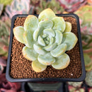 Echeveria 'Chloe' 1" Succulent Plant
