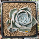 Echeveria 'Steel Heart' 2" Succulent Plant