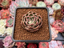 Echeveria sp. 1"-2" Succulent Plant