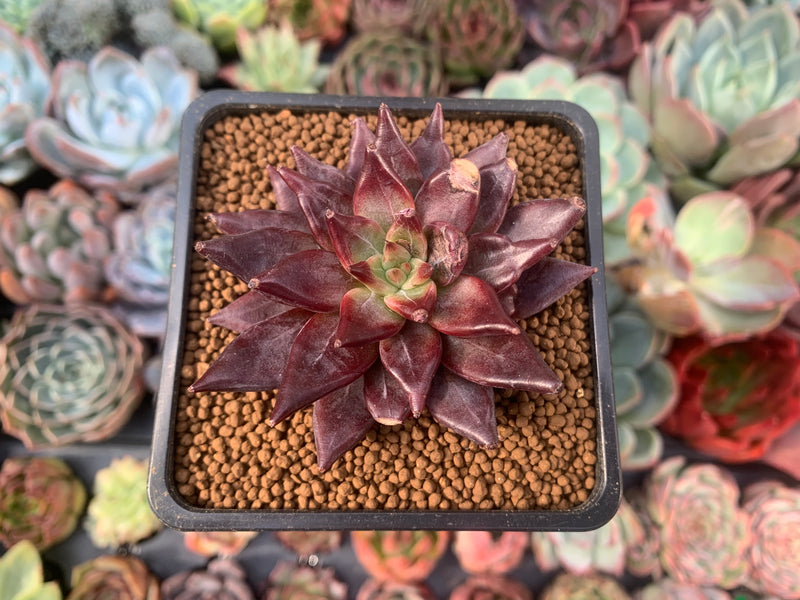 succulent song Echeveria Agavoides 'Song of Fire' 2" New Hybrid (Blemished) Succulent Plant
