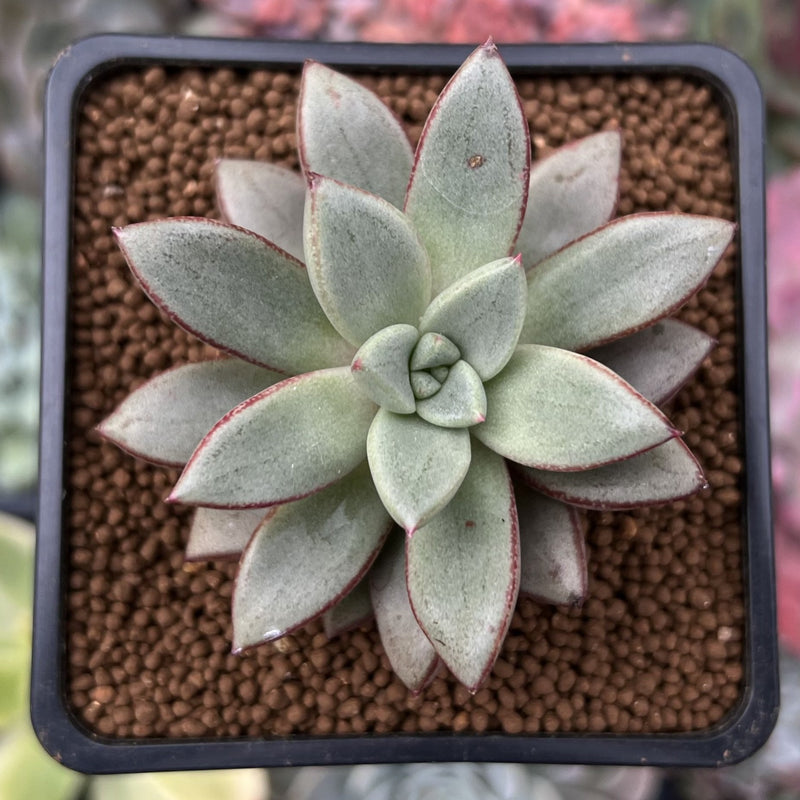 mickey succulent Echeveria 'Mickey' 2" New Hybrid Succulent Plant