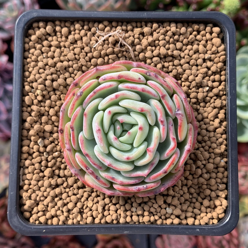 moon succulent Echeveria 'Moon Harvest' 2" Succulent Plant – True Succulents Plant Co