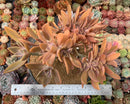 Graptoveria 'Fred Ives' Crested Cluster 8" Large Succulent Plant