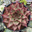Echeveria Agavoides Superclone 5" Succulent Plant