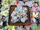 Echeveria 'Harry Watson' Mutated 2"-3" New Mutant Succulent Plant