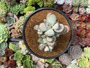 Cotyledon 'Orbiculata' 3"-4" Succulent Plant