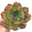 Echeveria Agavoides 'Glam Pink' 4"-5" Succulent Plant