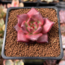 Echeveria Agavoides 'Romeo' 1" Succulent Plant