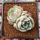 Echeveria 'Icy green' x 'Monroe' 1" Succulent Plant