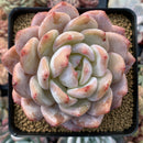 Echeveria 'Orange Monroe' 4" Powdery Succulent Plant