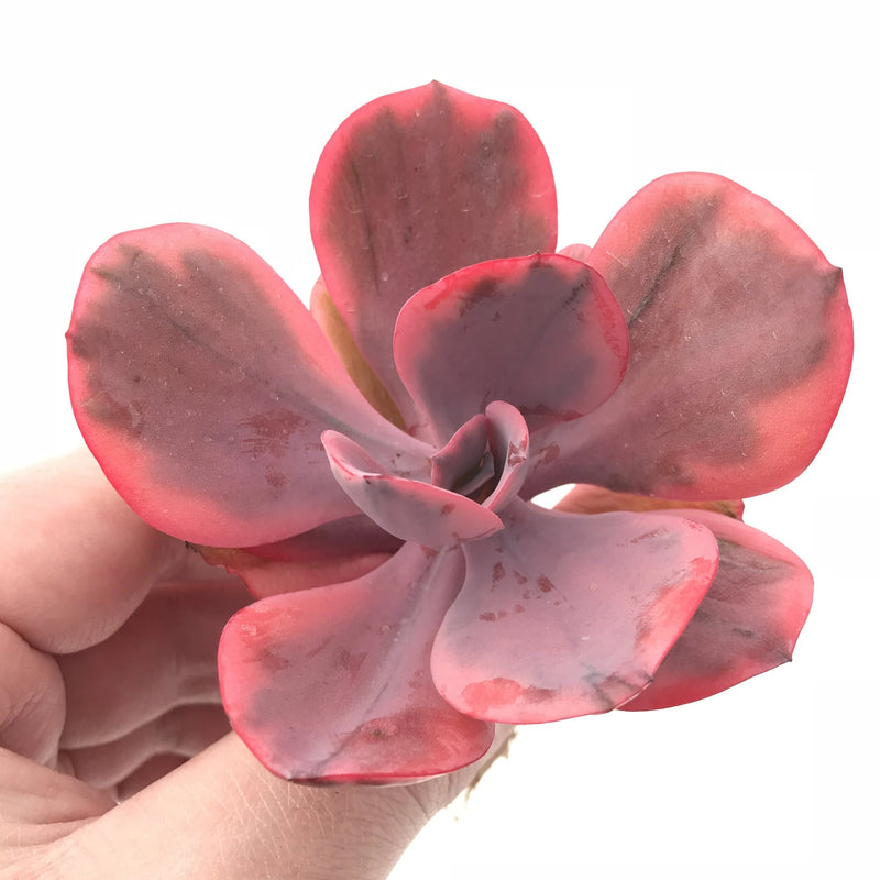 Echeveria Angel Wing Variegated 3” Rare Succulent Plant