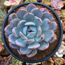 Echeveria 'Orange Monroe' 4" Powdery Succulent Plant