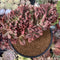 Echeveria 'Hanaikada' Crested 5" Succulent Plant