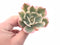 Echeveria Secunda Variegated 3” Rare Succulent Plant