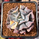 Echeveria 'Cubic Frost' Variegated 2" Succulent Plant