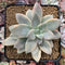 Graptopetalum 'Paraguayensis Awayuki' Variegated 4" Succulent Plant