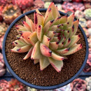 Echeveria Agavoides 'Maria' Super Clone 4" Succulent Plant