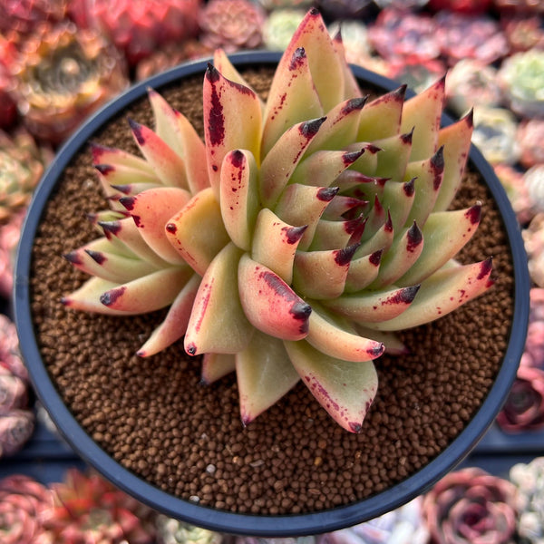 Echeveria Agavoides 'Maria' Super Clone 4