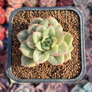 Echeveria Agavoides 'Wrinkle Maria' 2" Succulent Plant