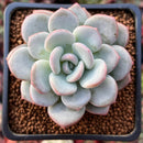 Echeveria 'Ice Cream' 2" Powdery Succulent Plant