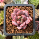 Echeveria 'Battle Angel' 1" New Hybrid Seed Grown Succulent Plant