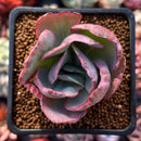 Echeveria 'Flying Cloud' Variegated 2" Succulent Plant
