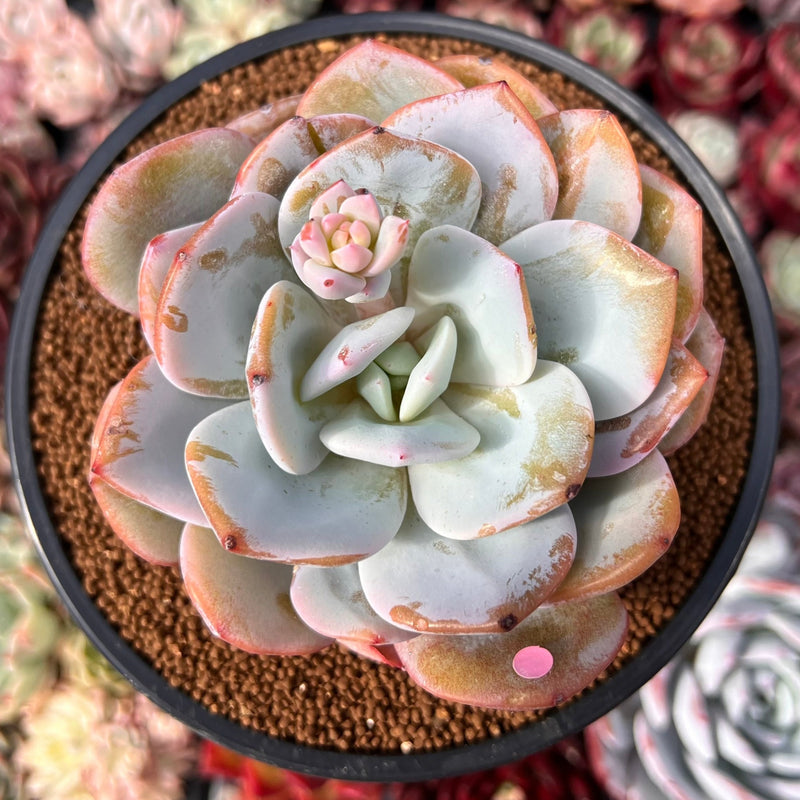 succulent used in skin cream Echeveria 'Cream Tea' 4" Powdery Succulent Plant – True Succulents Plant Co