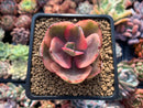 Echeveria 'Golden State' Variegated 2" Succulent Plant