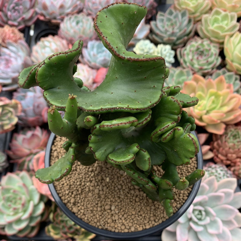 Euphorbia 'Leucodendron' Crested 5