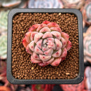 Echeveria sp. 1" Succulent Plant