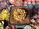 Echeveria Hybrid sp. 1" Succulent Plant