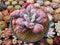Echeveria 'Linguas' 4"-5" Succulent Plant