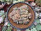 Echeveria 'Brave' Crested Cluster 4" Succulent Plant