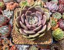 Echeveria 'Pastel Leon' 3"-4" Succulent Plant