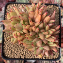 Echeveria Agavoides 'Ebony' Crested 4" Succulent Plant