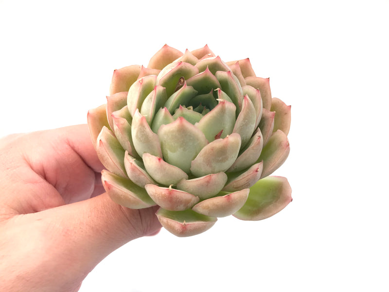 succulent that looks like a star Echeveria 'Twinkle Star' 3” Rare Succulent Plant – True Succulents Plant Co
