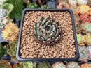 Echeveria Agavoides 'Red Tips' 1"-2" Succulent Plant